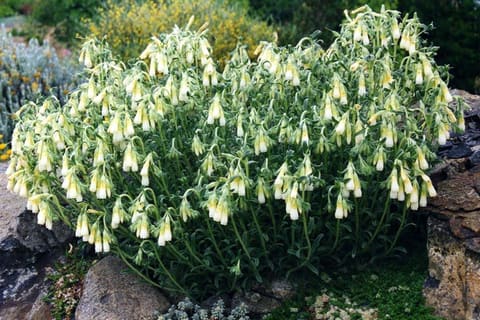 A low cushion hung with many cream tubular flowers