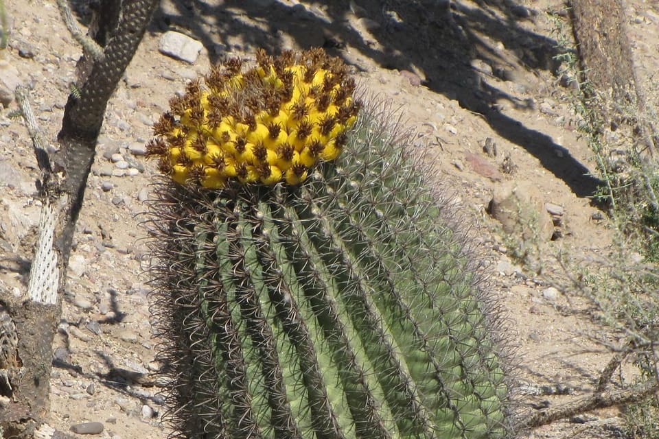 Yellow fruits crowded on top of a ribbed barrel cactus