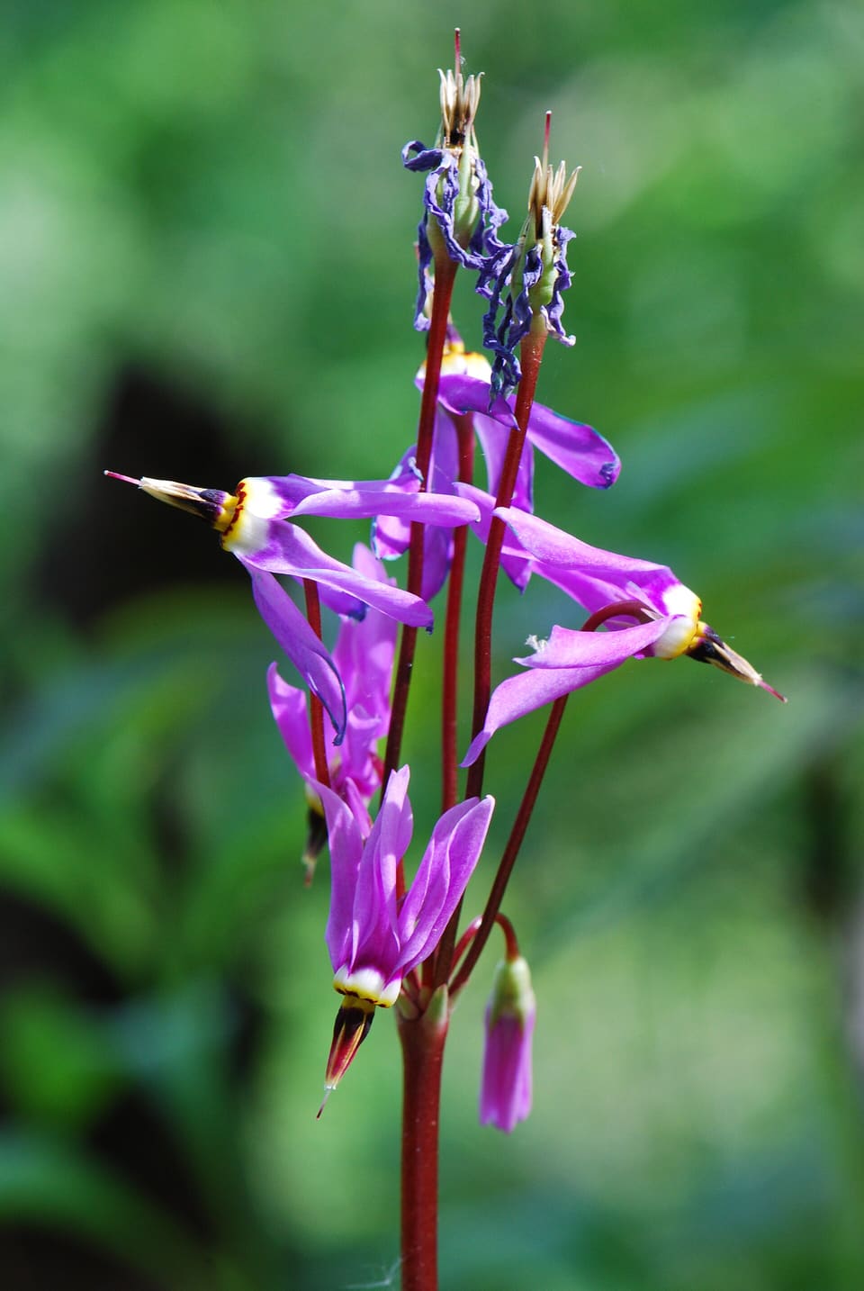 Magenta flowers with petals swept back from yellow-banded dark beaks, on red stalks