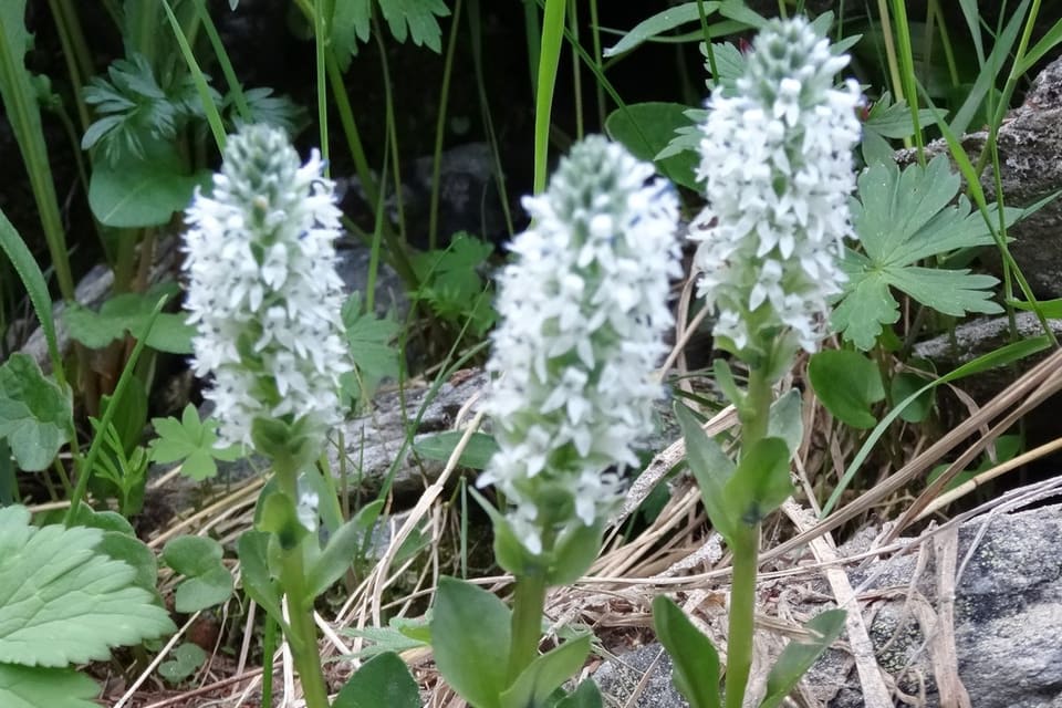 Dense white flower spikes standing among low foliage