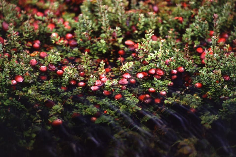 Red cranberries scattered across a low mat of small leaves