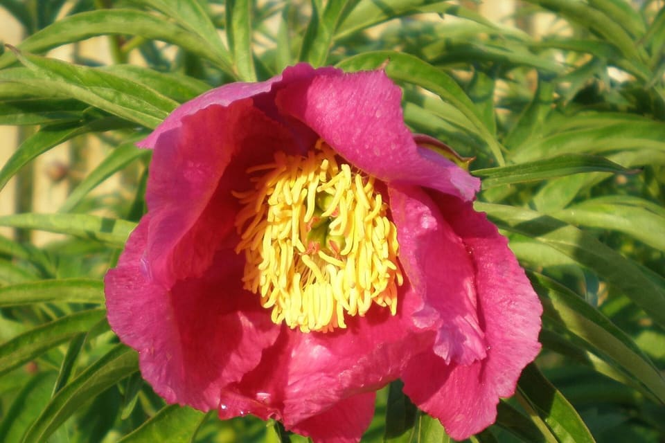 A deep pink peony with a boss of yellow stamens among narrow divided leaves