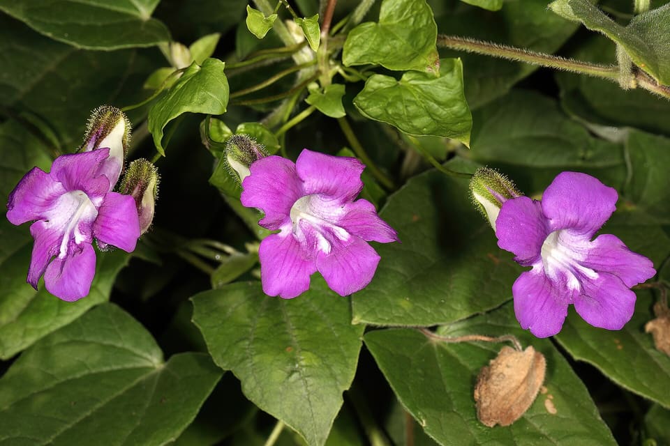 Three magenta trumpet flowers with white throats, among dark triangular leaves