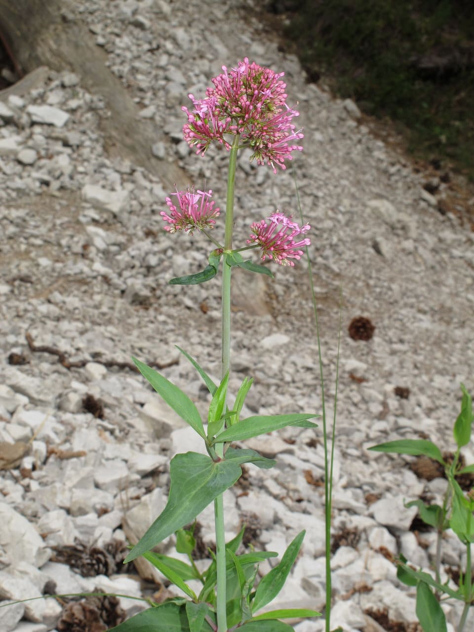 Domed heads of small pink flowers on tall square stems with paired grey-green leaves, growing out of white limestone rubble.
