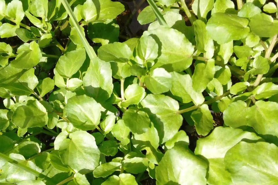 A dense mat of rounded bright green leaves