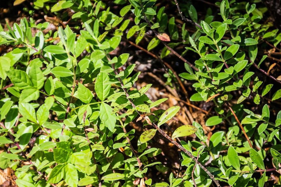 Dense small glossy leaves crowded along wiry trailing stems