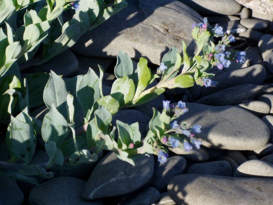 Trailing stems of blue-grey oval leaves spreading over grey beach cobbles, tipped with small pink and pale blue flowers.