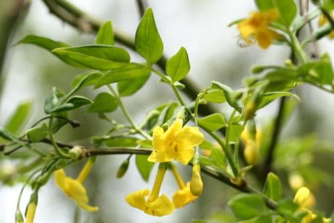 Yellow tubular flowers opening among small glossy leaves
