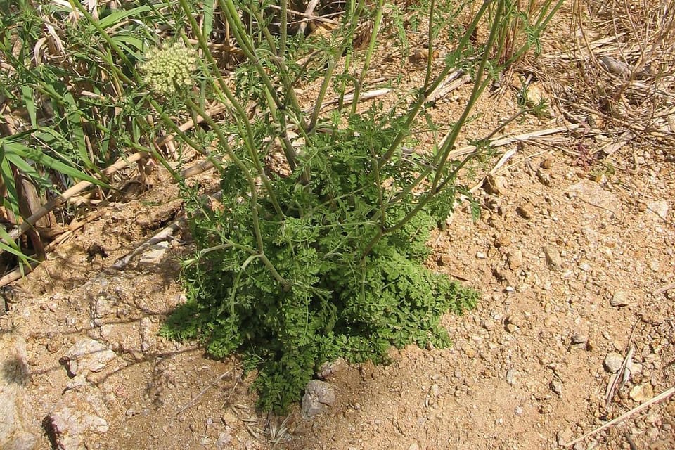 White flowerheads on tall wiry stems in rough dry ground