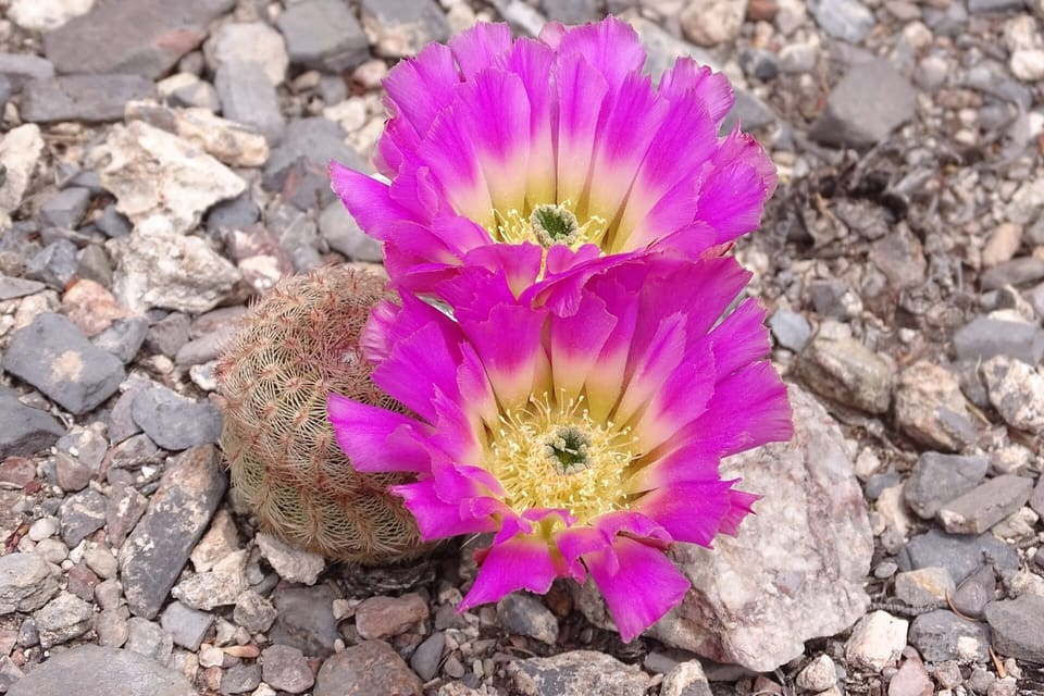 Two magenta flowers with pale throats opening on a small ribbed cactus