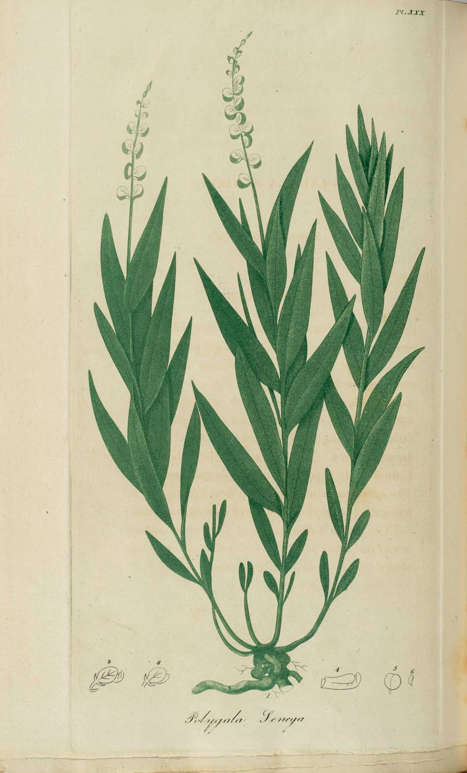 A plate of several upright stems with narrow pointed leaves, each tipped with a slim spike of small greenish-white flowers, above a knotted root.
