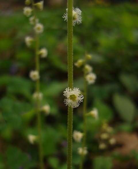 Tiny white flowers on a slender hairy stalk, each with five petals cut into fine snowflake-like teeth around a green centre.