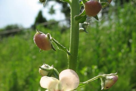 A cream flower with a purple centre on a hairy green stem, buds above