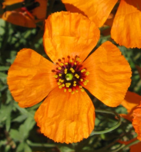 An orange poppy of four crinkled petals around a ring of yellow stamens on dark red filaments, with a green knob at the centre.