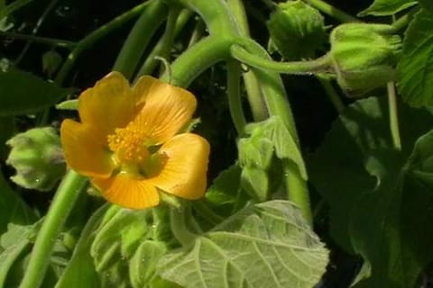 A yellow five-petalled flower with a boss of stamens, beside a heart-shaped leaf