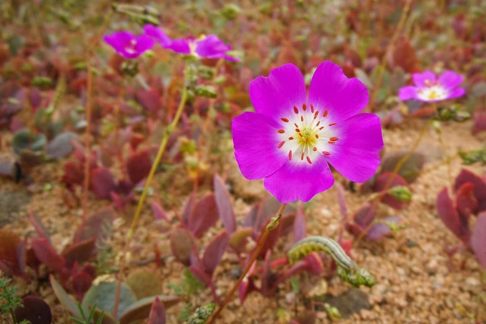 A magenta flower with a white throat above fleshy red-tinged leaves