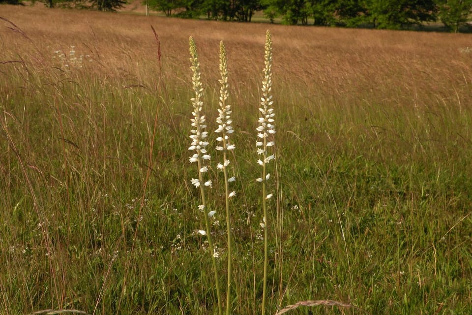 Three slender white flower spikes standing above meadow grass