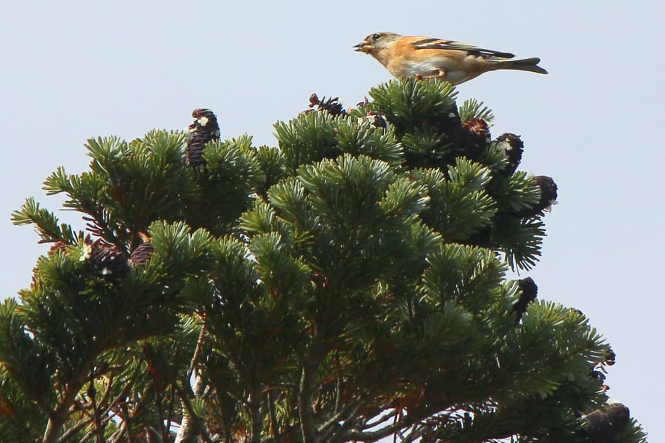 Upright cones clustered at the top of a windswept branch, a finch perched among them