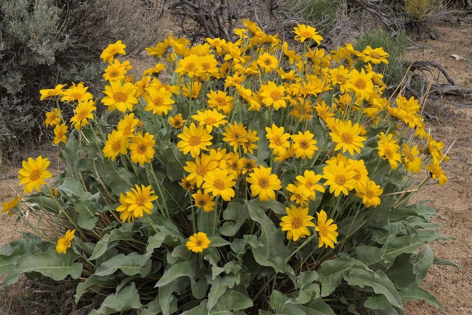 A mass of yellow daisies above large arrow-shaped leaves