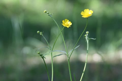 Slender green stems and divided leaves standing in meadow grass