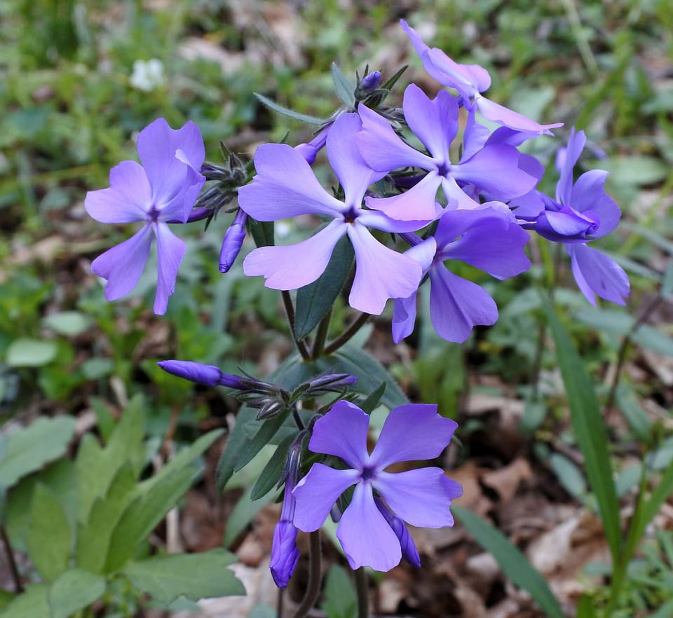 Flat lavender-blue flowers with five notched lobes and white eyes, in loose heads above dark narrow leaves.