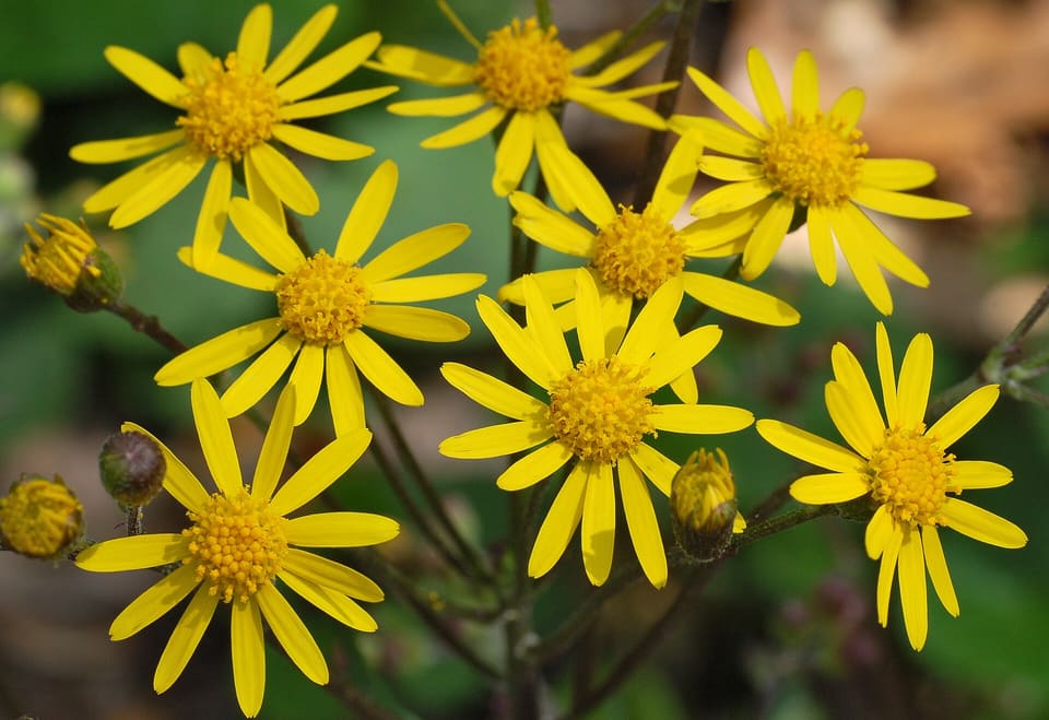A cluster of golden-yellow daisy flowers with narrow rays, and a few round buds