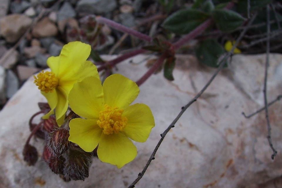 Two yellow flowers with orange stamens, opening over gravel