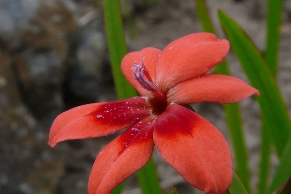 A red-orange flower with a darker centre among narrow leaves
