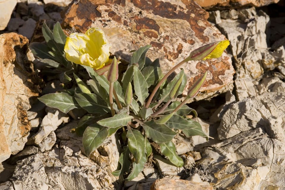 A pale yellow flower over a flat rosette of grey-green leaves on rock
