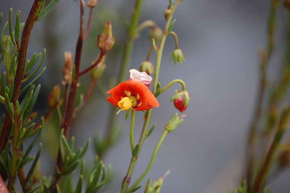 A scarlet flower with a yellow throat on a wiry stem, buds behind