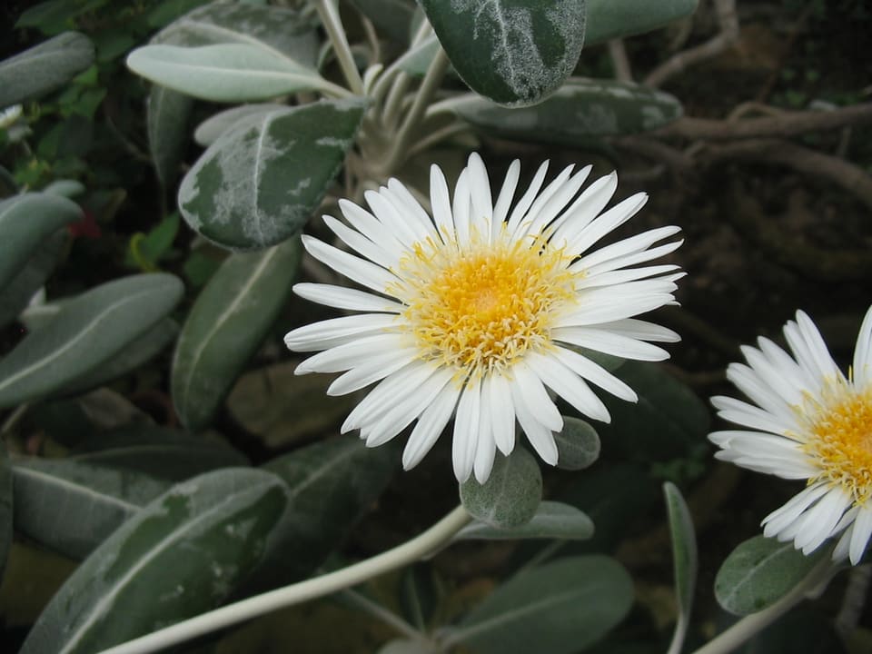 A large white daisy with a deep yellow centre, surrounded by thick leathery leaves felted grey-white beneath.