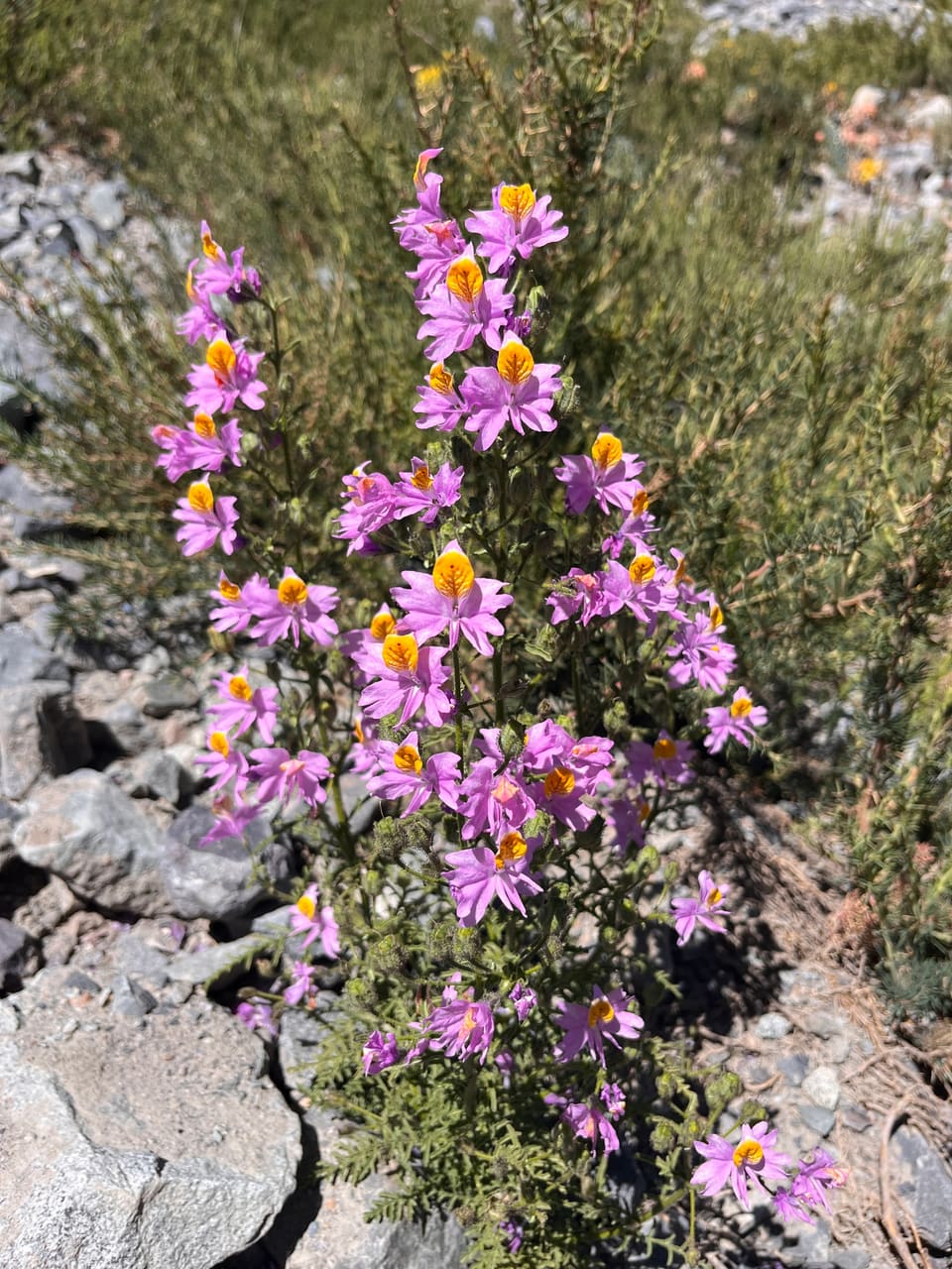 An upright plant of fine ferny leaves crowded with lilac-pink flowers, each with a yellow-and-brown patterned throat, among grey rocks.