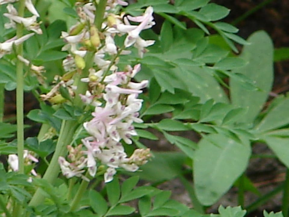 A spike of white tubular flowers tipped pink and purple, above blue-green divided leaves