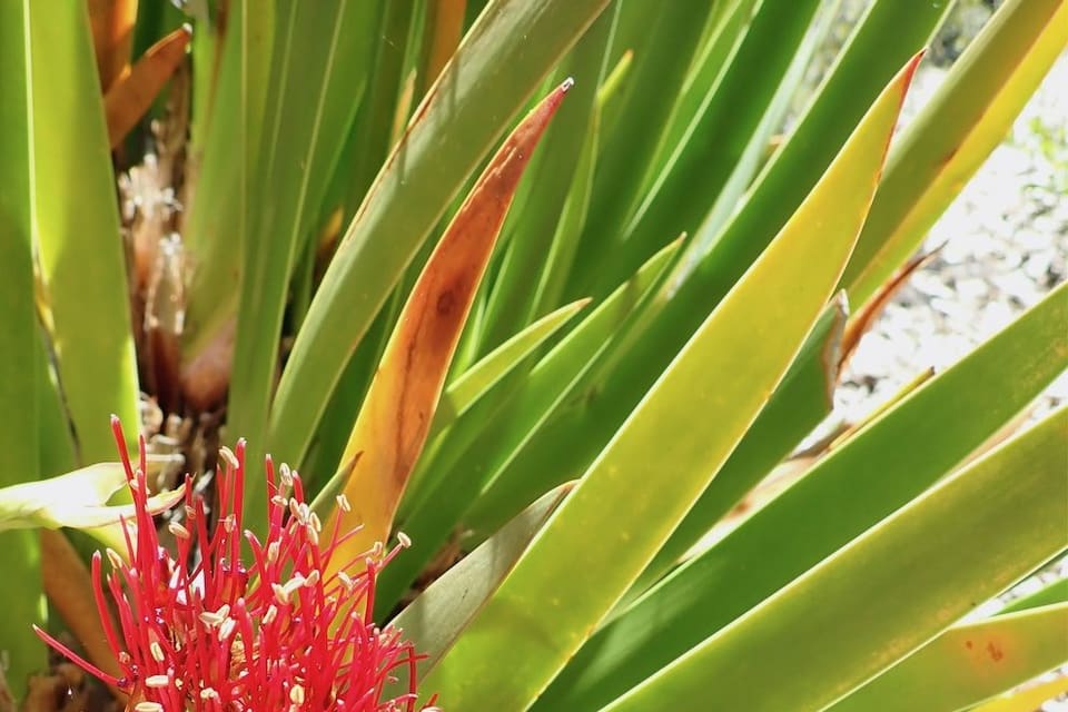 A one-sided brush of scarlet stamens among strap-shaped leaves