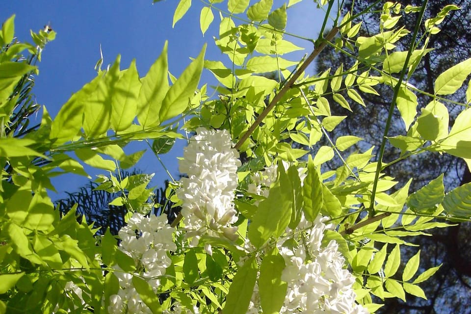 Long white racemes hanging among fresh green leaves
