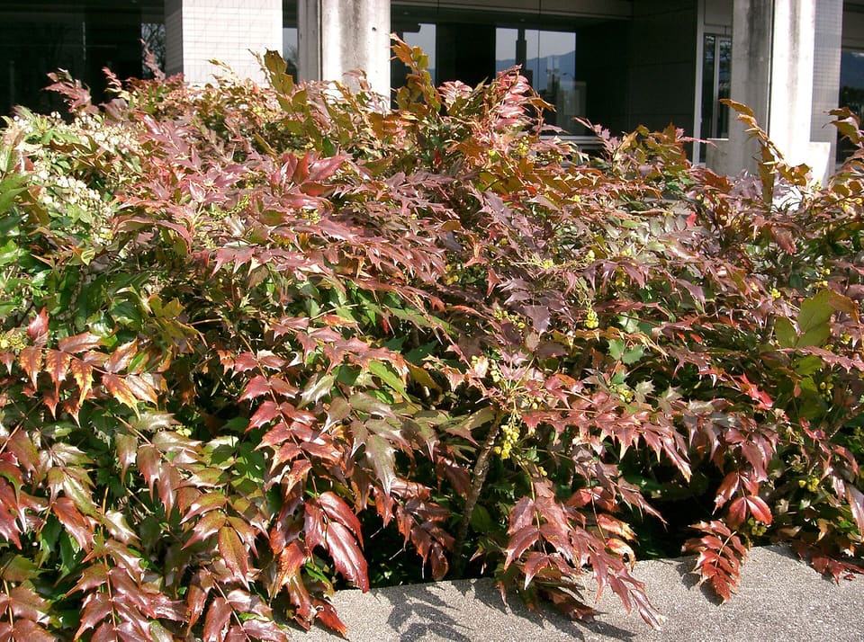 A wide shrub of spiny pinnate leaves turned red and bronze, with yellow buds, beside an office wall