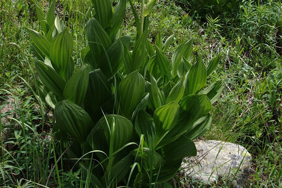 Clumps of broad pleated leaves standing in a damp meadow