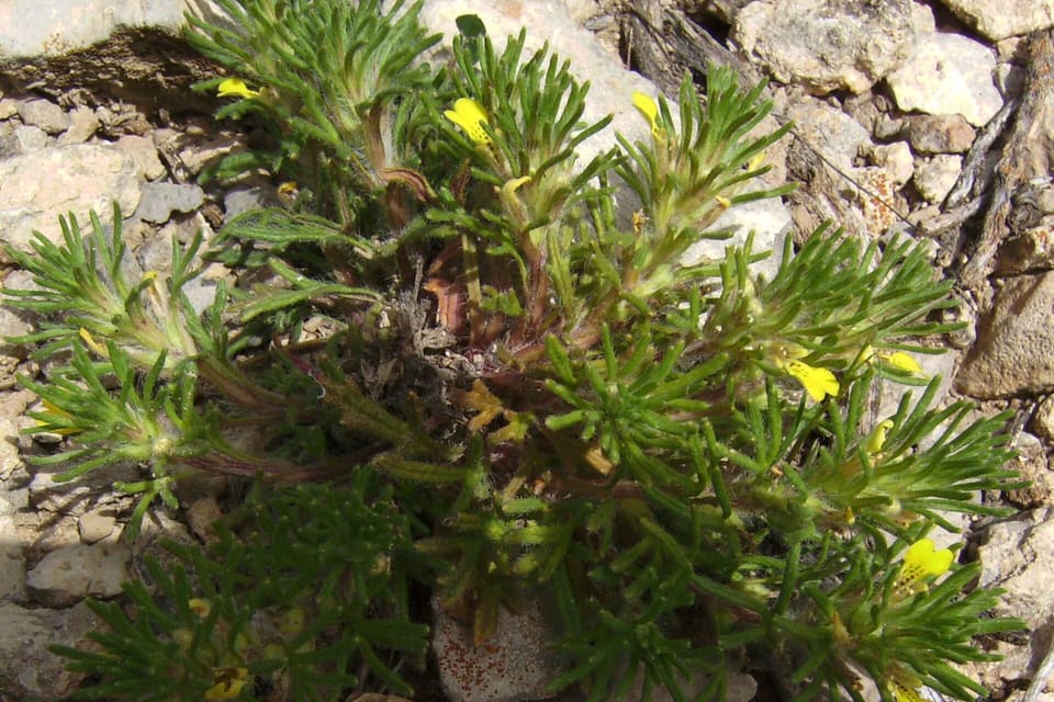 A low bushy plant of narrow divided leaves with small yellow flowers, growing in limestone