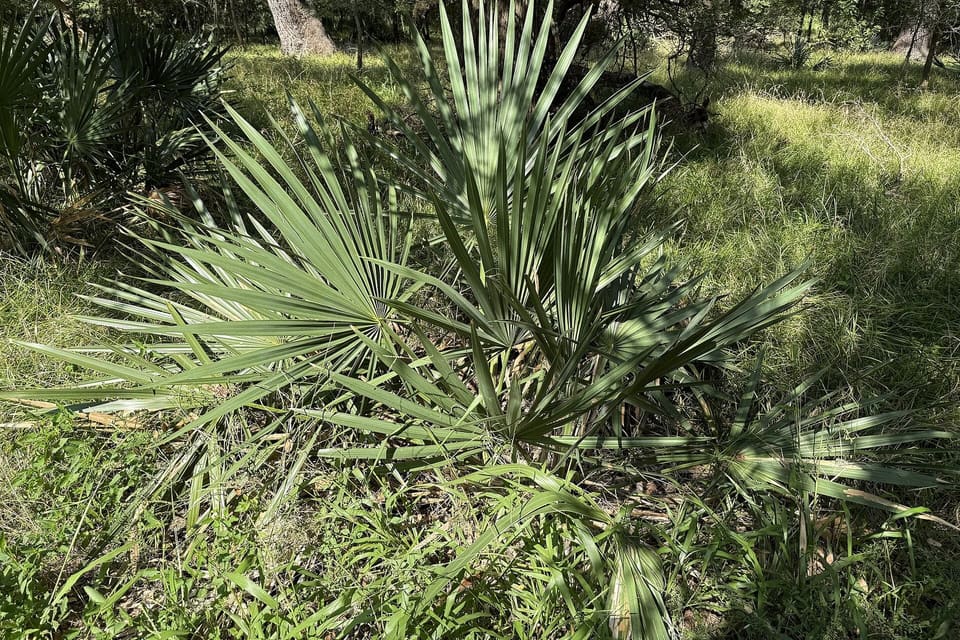 Stiff fan-shaped blue-green fronds rising from the ground in open woodland