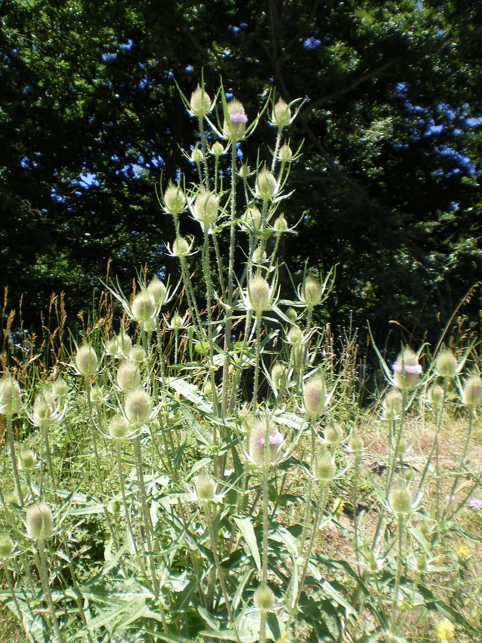 Many spiny teasel heads on tall stems above coarse grey-green leaves at a woodland edge