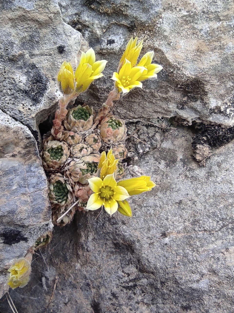 Tight rosettes of fleshy leaves wedged in a rock crack, with starry pale yellow flowers