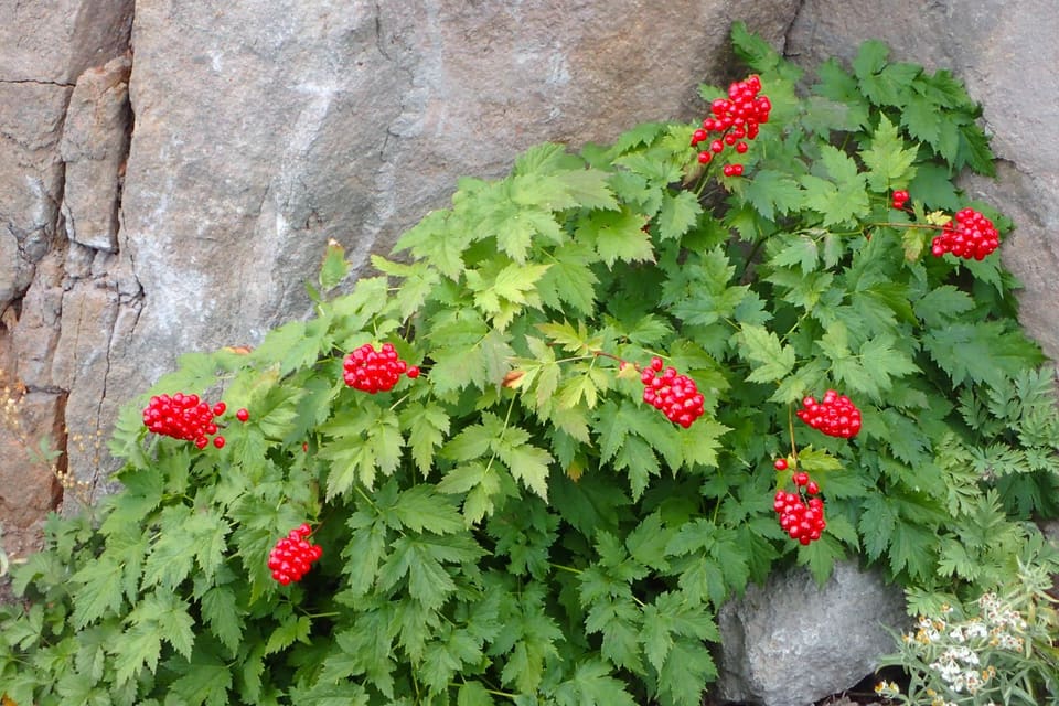 Clusters of red berries on a leafy plant growing out of a grey rock face