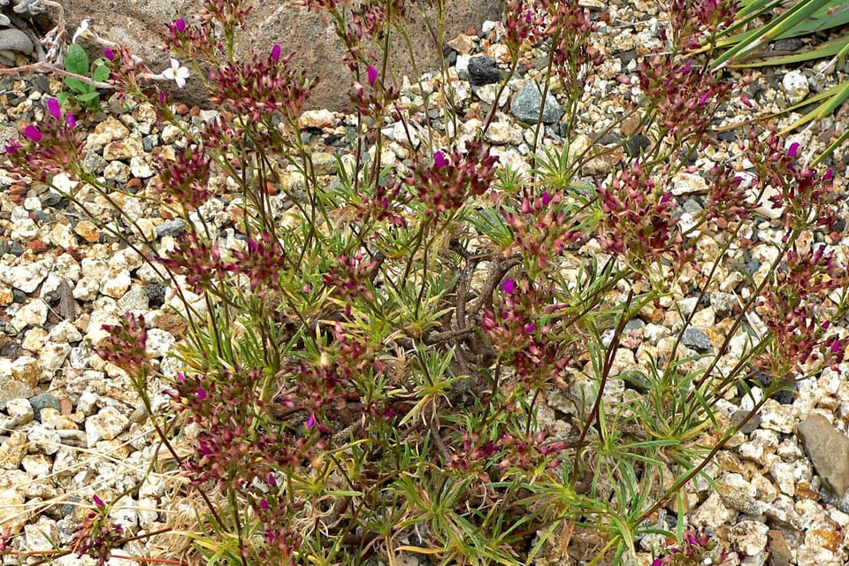 A low mat of narrow leaves studded with magenta flowers on gravel