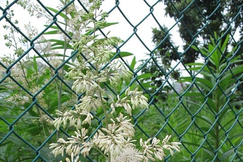 Tall plumes of small cream flowers against a wire fence