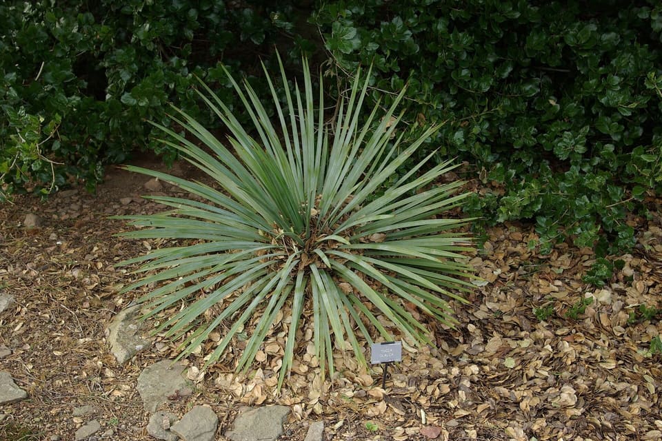 A rosette of stiff blue-grey leaves radiating from the centre