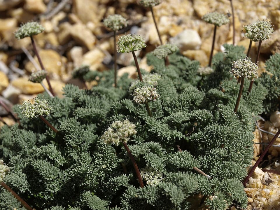 A low mound of finely divided grey-green leaves on pale gravel, with small round heads of whitish flowers on dark stalks