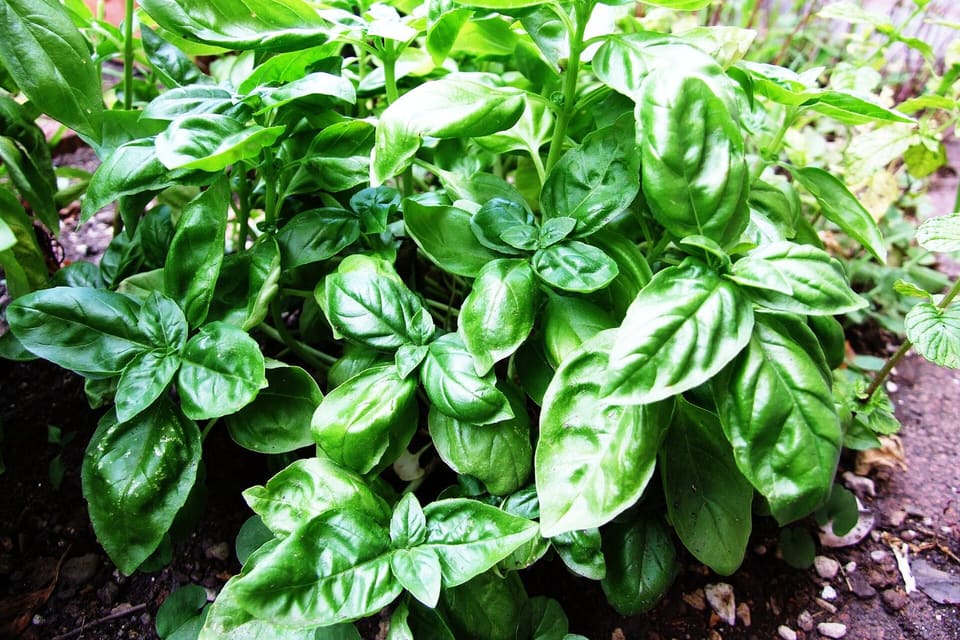 Glossy green oval leaves in opposite pairs up short stems