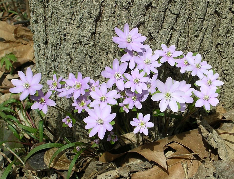 A cluster of pale lilac many-petalled flowers at the base of a rough-barked tree among dead leaves