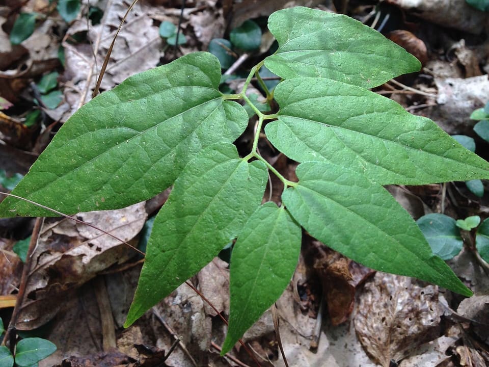 Leaves divided into three arrow-shaped leaflets on fine green stalks, held flat above a floor of brown leaf litter.