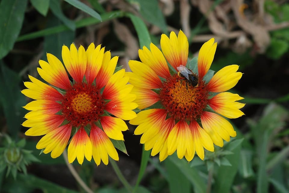 Yellow daisies with deep red centres, a bee on one